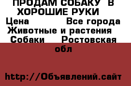 ПРОДАМ СОБАКУ  В ХОРОШИЕ РУКИ  › Цена ­ 4 000 - Все города Животные и растения » Собаки   . Ростовская обл.